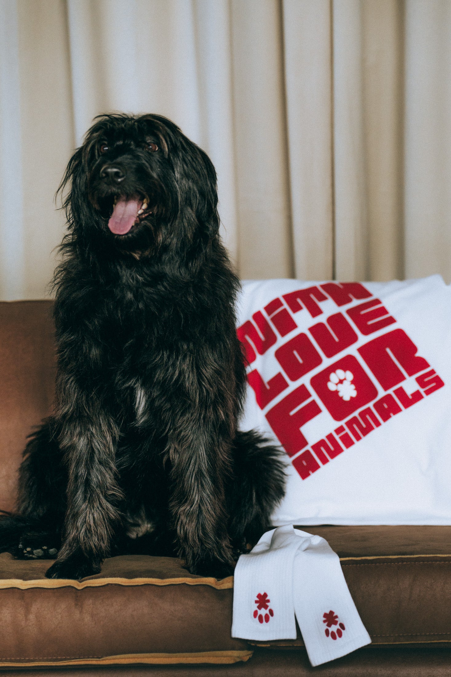 Schwarzer Hund mit weißem 'WITH LOVE FOR ANIMALS' T-Shirt auf Sofa
