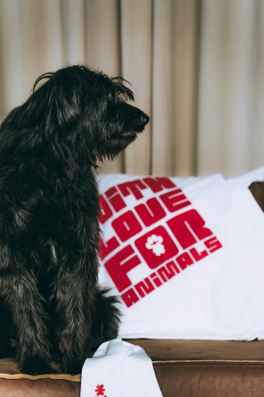 Schwarzer Hund mit weißem 'WITH LOVE FOR ANIMALS' T-Shirt auf Sofa